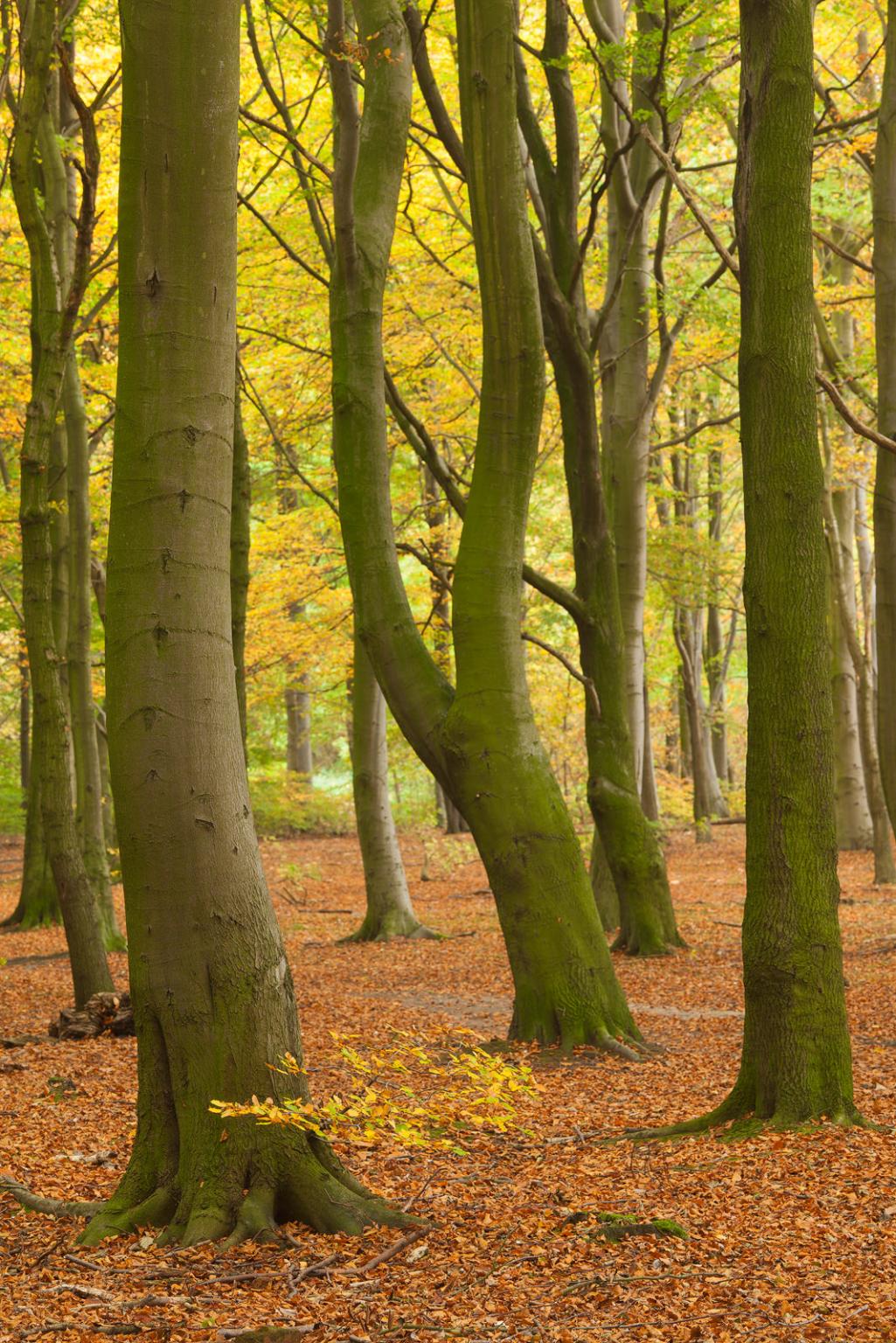 Beech woodland in autumn, Barnsley, South Yorkshire