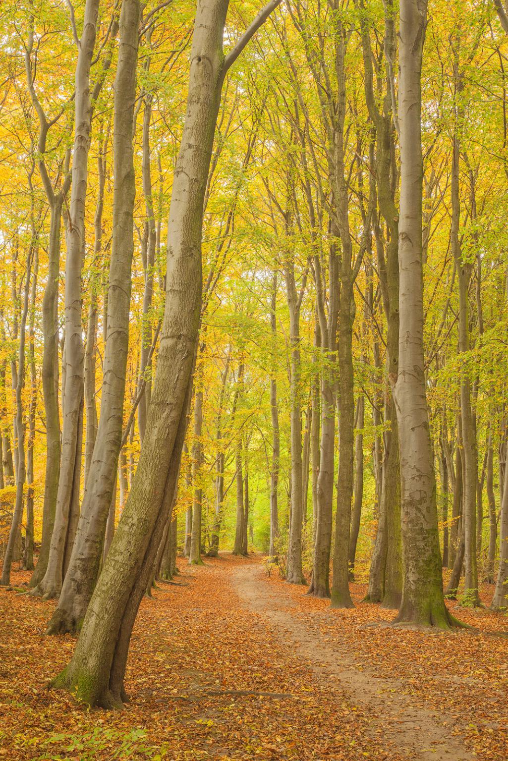 Beech woodland avenue, Barnsley, South Yorkshire, UK - David Speight