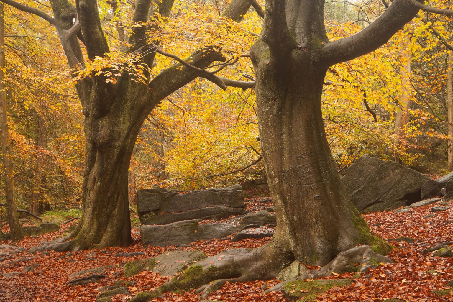 Hardcastle Crags autumn woodland, Calderdale, West Yorkshire David