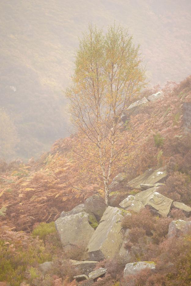 Autumn at Hardcastle Crags, Calderdale, West Yorkshire, UK