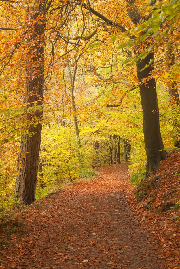 Woodland footpath in autumn Hardcastle Crags, West Yorkshire - David ...