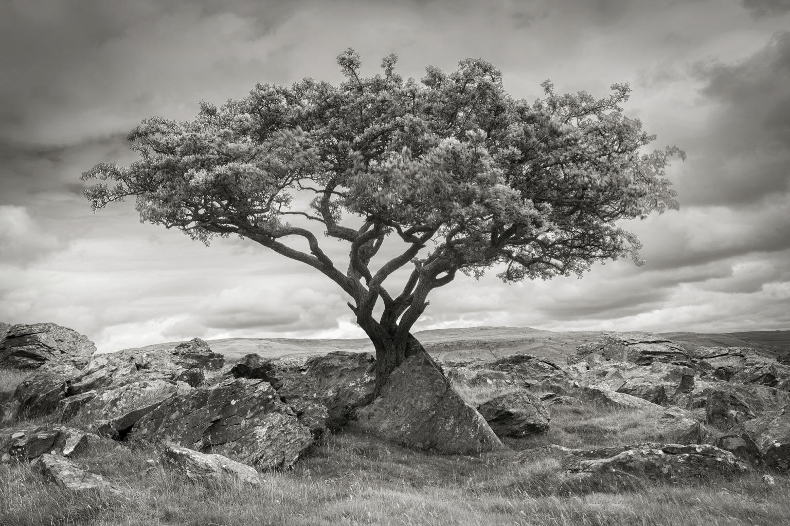 Lone Tree black and white landscape Yorkshire Dales David Speight