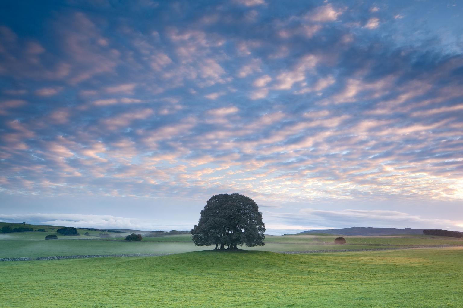 Copse of trees at Airton near Malham - David Speight Photography